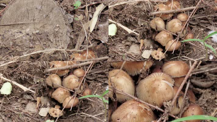自然美景自然植物菌类野生菌蘑菇柳树菇