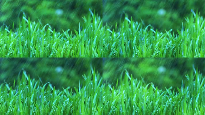 蒙蒙细雨春回大地春天春雨连绵淋湿小草下雨草地