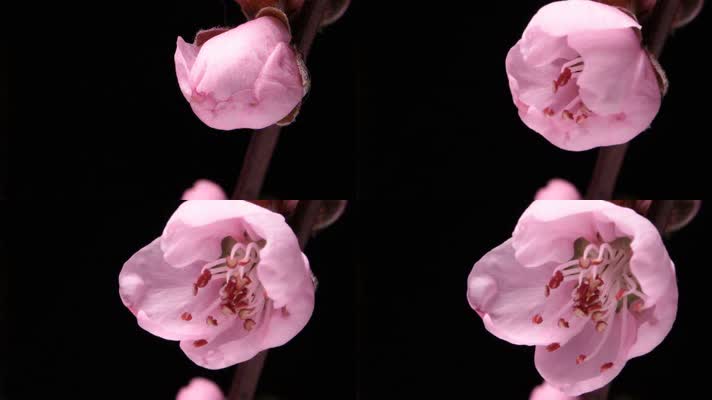 鲜花 开花 开花过程 生命绽放 视频素材