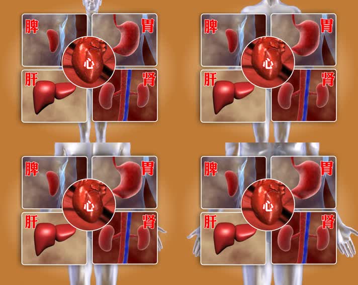 五脏六腑脾胃肝肾心人体器官3d动画视频素材