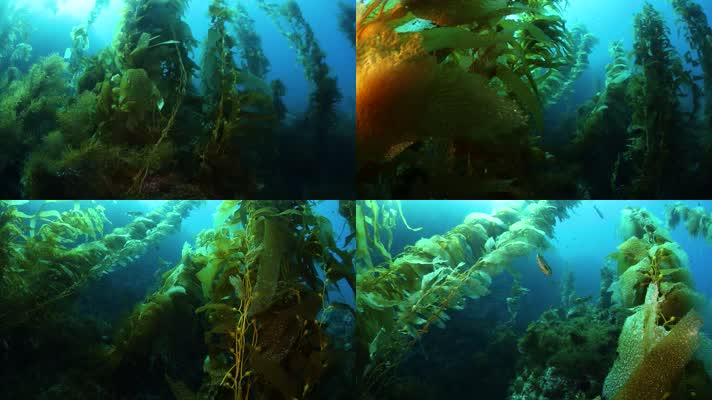 海底海带,海底森林,海藻视频素材
