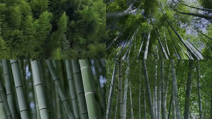 竹林-毛竹-竹子视频素材