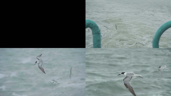 海燕飞翔海鸟飞翔视频素材