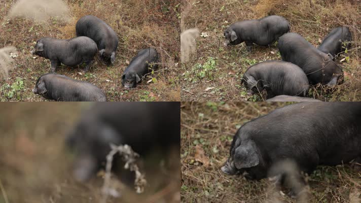 湘西黑猪铁骨猪黑毛猪农家散养猪现代农业猪肉畜牧业黑猪饲养黑猪养殖