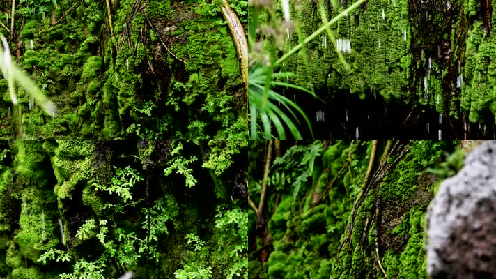 苔藓青苔,阴天下雨,热带雨林视频素材