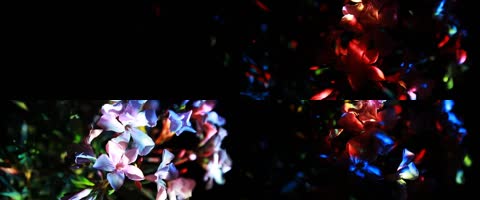 节奏鲜花vj成品表演秀