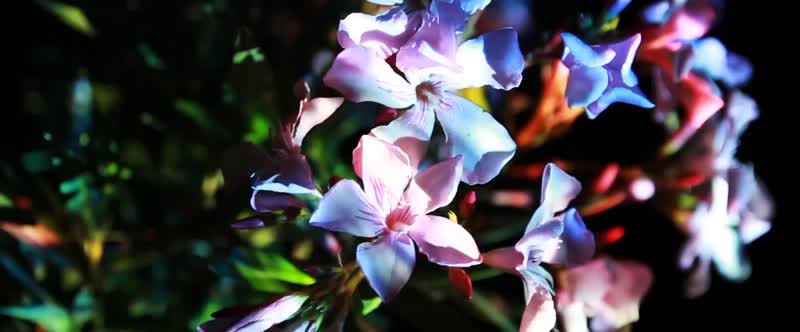 节奏鲜花vj成品表演秀