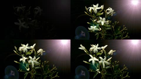 3D花朵盛开LED背景