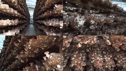 人工大棚培育香菇高清视频