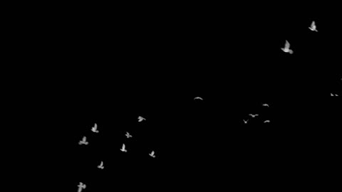 鸽子白色鸟群合成 