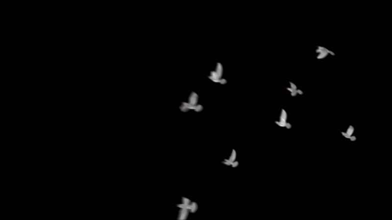 鸽子白色鸟群合成 