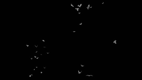 鸽子白色鸟群合成 