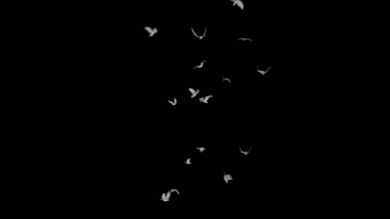 鸽子白色鸟群合成 