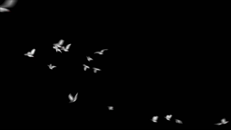 鸽子白色鸟群合成 