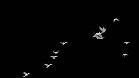 鸽子白色鸟群合成 