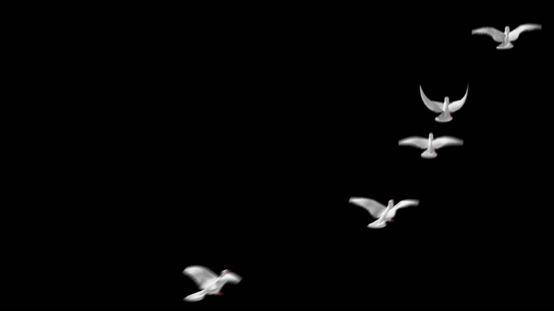 鸽子白色鸟群合成 