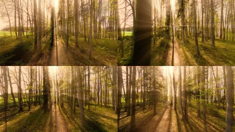 神秘森林光线视频