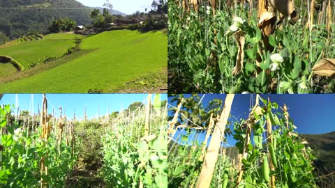 实拍原生态有机冬季豌豆种植高清