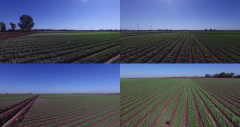 4K万亩蔬菜种植基地航拍空镜