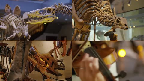 在恐龙博物馆表演小提琴