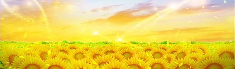 金光向日葵花海背景