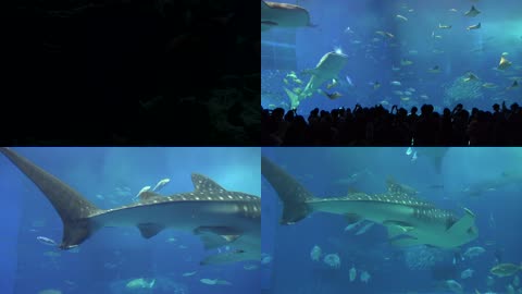 4K海洋水族馆实拍