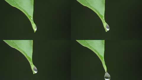 树叶水滴