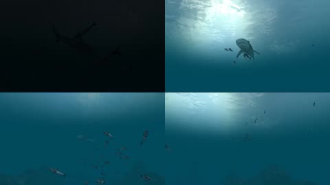 3D海底鲨鱼海洋生物海底探险