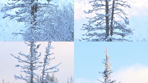 树上的雪实拍视频
