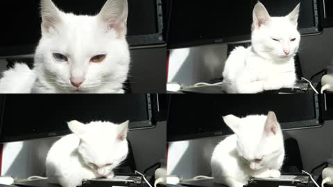 慢动作下的可爱白猫