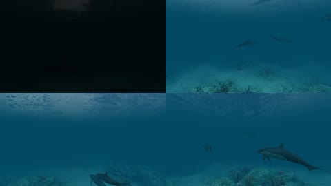 3D海底世界海豚海洋生物海洋馆