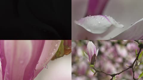 4K粉色花朵露珠