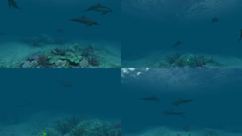 3D海底世界一群海豚