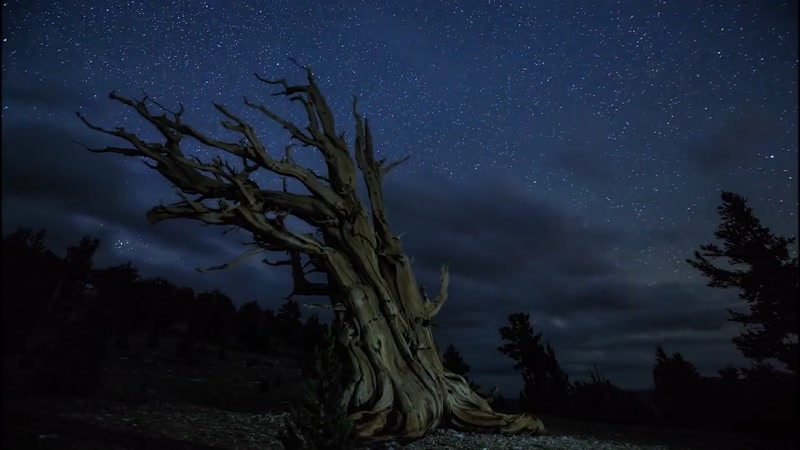 斗转星移枯树夜空led