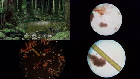 4K一滴水中细菌微观世界