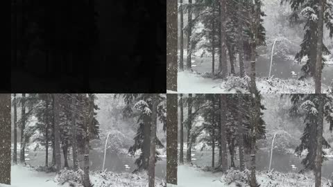 冬季鹅毛大雪松树林实拍