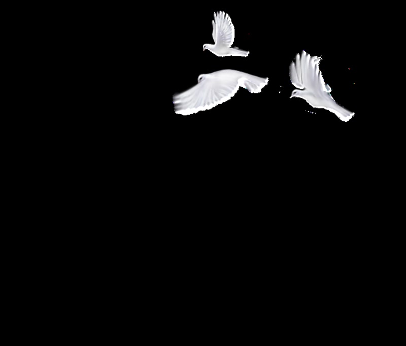 和平鸽鸽群飞舞合成