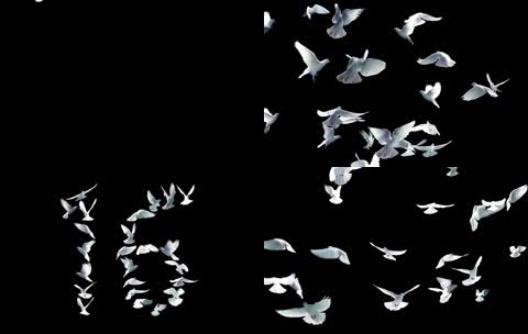 和平鸽飞行慢镜头合成