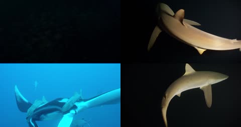 3K海底世界海洋生物潜水探险