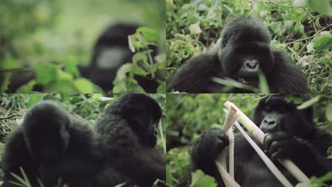 野生黑猩猩种群实拍