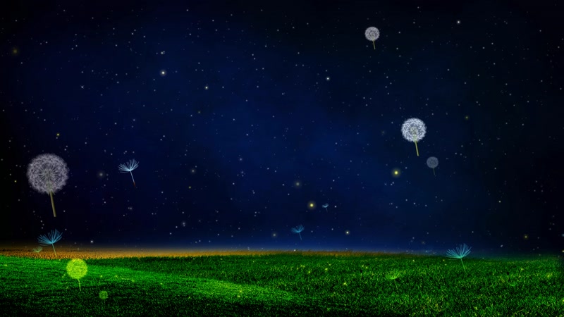 浪漫夜色草地蒲公英背景