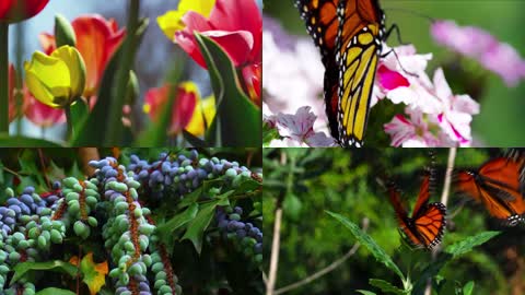 4K春天大自然花香鸟语舞蝶飞舞美景