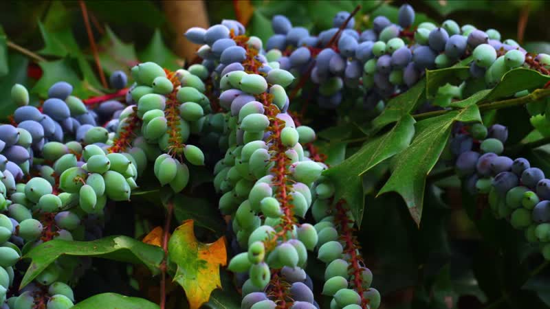 4K春天大自然花香鸟语舞蝶飞舞美景