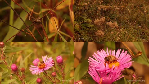 4K大自然小景花朵蝴蝶蜜蜂特写拍摄