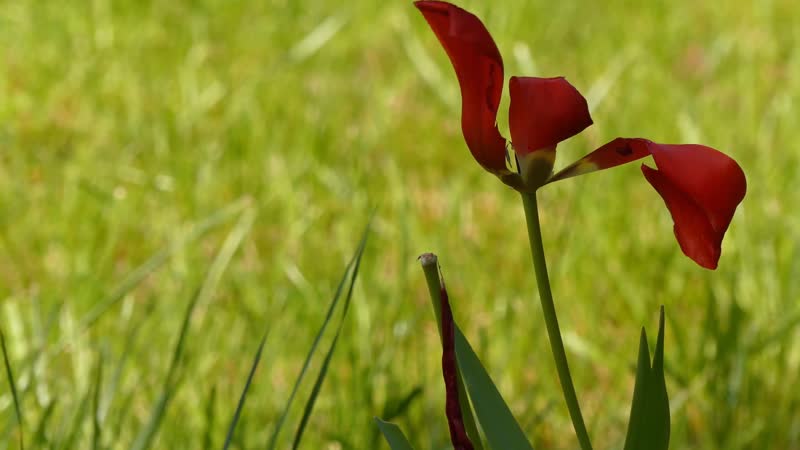 4K春天大自然唯美景观植物花朵