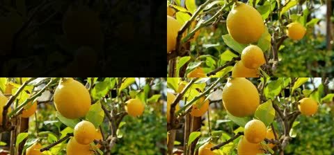4K橙子果园特写