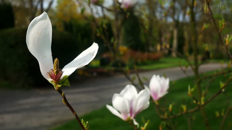 4K春天春季公园景观植物