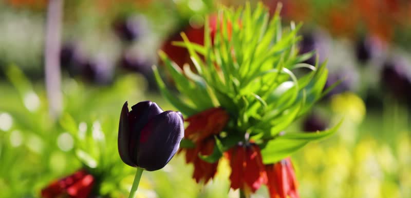 4K春天郊外花园