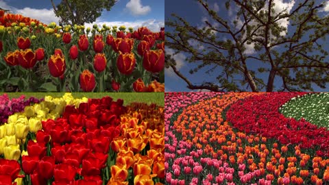 4K春暖花开浪漫爱情玫瑰花园