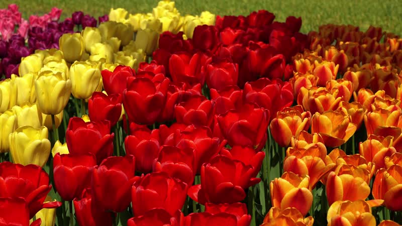 4K春暖花开浪漫爱情玫瑰花园